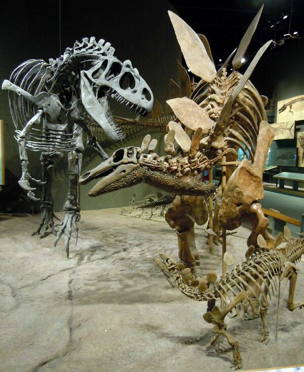 Dueling Allosaurus fragilis (DMNS 2249) and Stegosaurus stenops (DMNS 1483) at the Denver Museum of Nature and Science  Creative Commons License